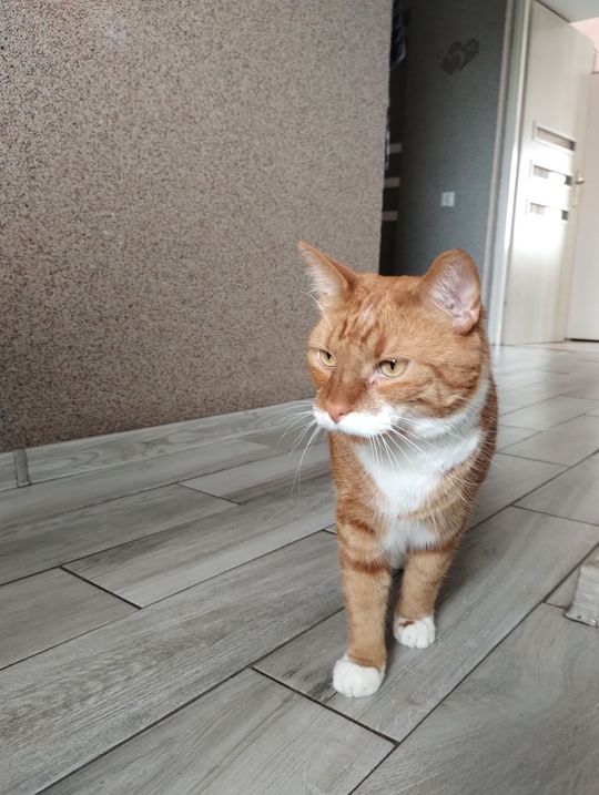 Piękne kociaki naszych Czytelników [GALERIA ZDJĘĆ]