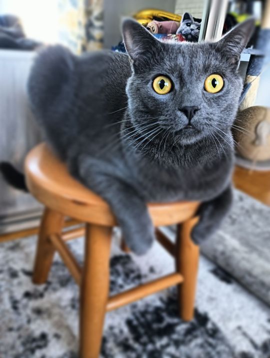 Piękne kociaki naszych Czytelników [GALERIA ZDJĘĆ]