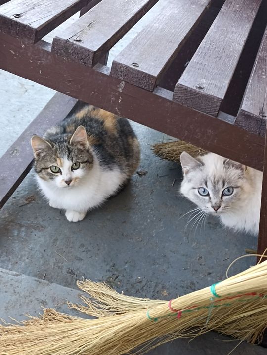 Piękne kociaki naszych Czytelników [GALERIA ZDJĘĆ]