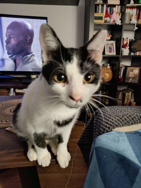 Piękne kociaki naszych Czytelników [GALERIA ZDJĘĆ]