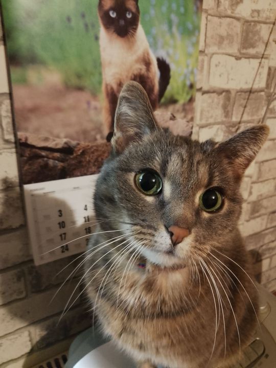 Piękne kociaki naszych Czytelników [GALERIA ZDJĘĆ]