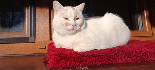 Piękne kociaki naszych Czytelników [GALERIA ZDJĘĆ]