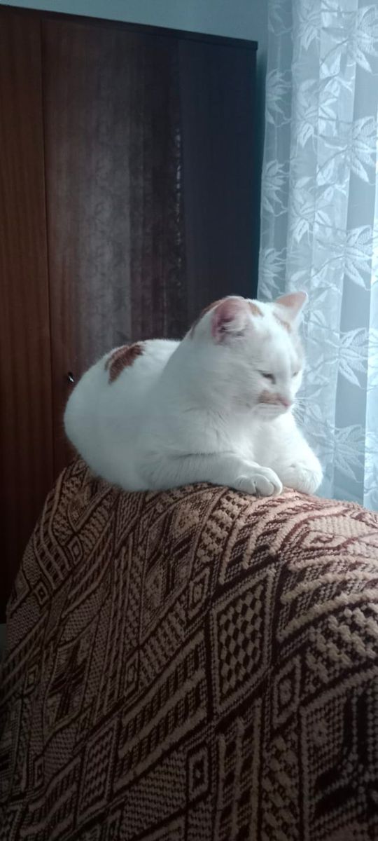 Piękne kociaki naszych Czytelników [GALERIA ZDJĘĆ]