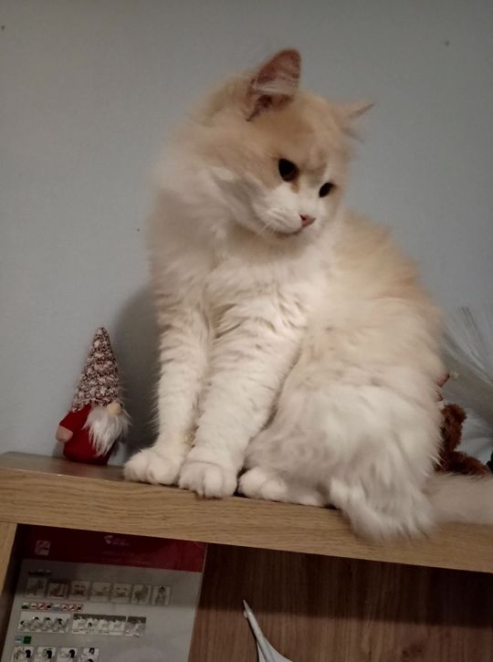 Piękne kociaki naszych Czytelników [GALERIA ZDJĘĆ]