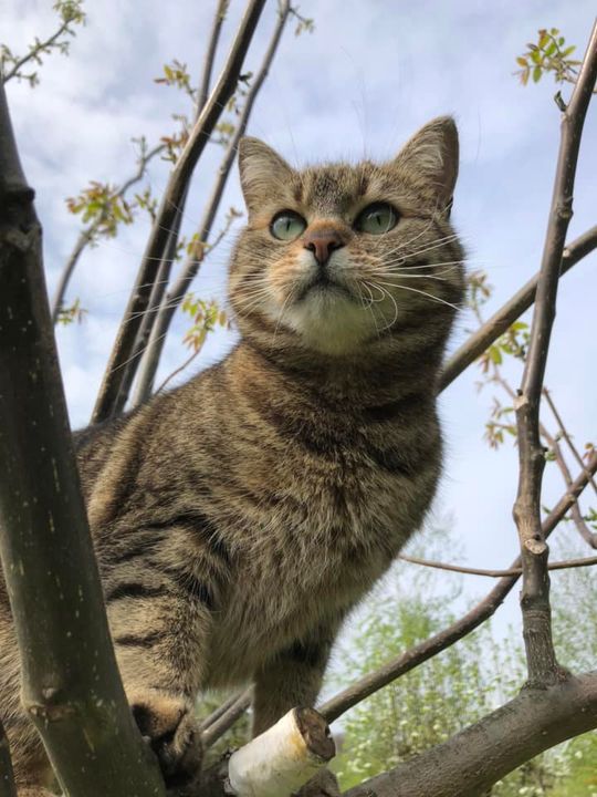 Piękne kociaki naszych Czytelników [GALERIA ZDJĘĆ]