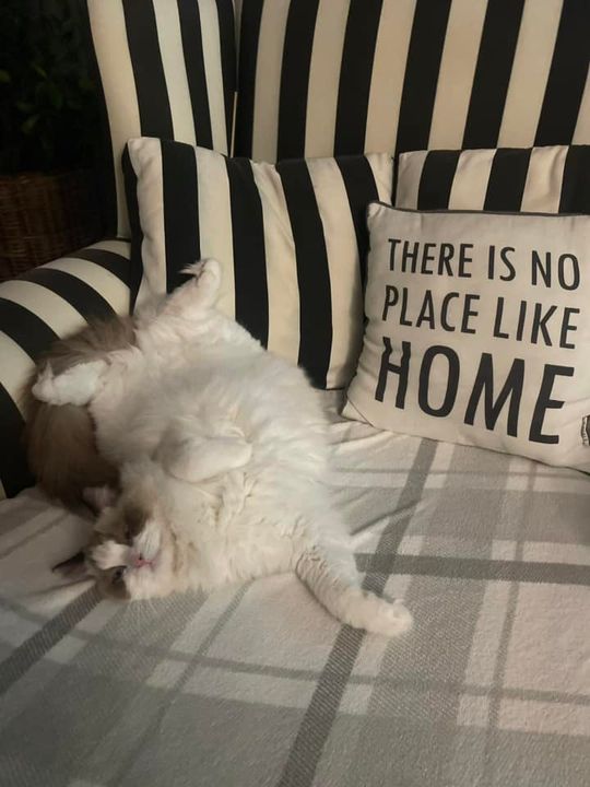 Piękne kociaki naszych Czytelników [GALERIA ZDJĘĆ]