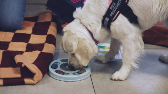 Gm. Leśniowice. Wesołe ferie w SOK. Była nawet dogoterapia [GALERIA ZDJĘĆ]