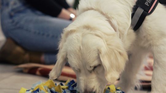 Gm. Leśniowice. Wesołe ferie w SOK. Była nawet dogoterapia [GALERIA ZDJĘĆ]