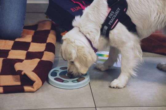 Gm. Leśniowice. Wesołe ferie w SOK. Była nawet dogoterapia [GALERIA ZDJĘĆ]