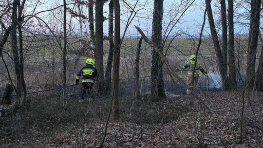 Pożar w Wytycznie – przyczyną zerwana linia energetyczna [ZDJĘCIA]