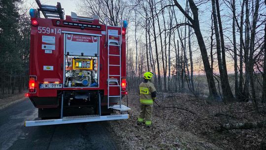 Pożar w Wytycznie – przyczyną zerwana linia energetyczna [ZDJĘCIA]
