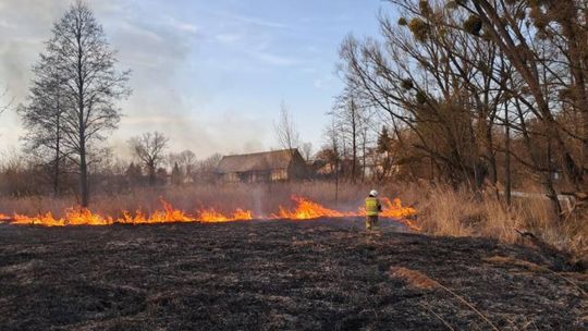 Wypalanie traw to wiosenna plaga! Strażacy wyjeżdżają do pożarów po kilka razy dziennie [ZDJĘCIA]