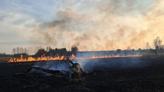Wypalanie traw to wiosenna plaga! Strażacy wyjeżdżają do pożarów po kilka razy dziennie [ZDJĘCIA]