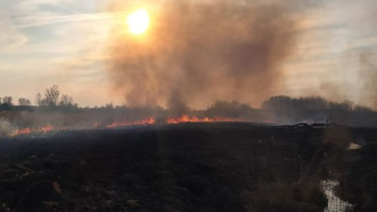 Wypalanie traw to wiosenna plaga! Strażacy wyjeżdżają do pożarów po kilka razy dziennie [ZDJĘCIA]