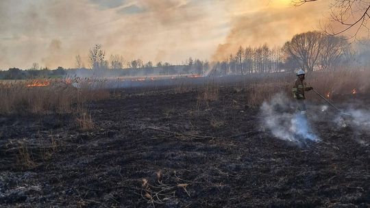 Wypalanie traw to wiosenna plaga! Strażacy wyjeżdżają do pożarów po kilka razy dziennie [ZDJĘCIA]