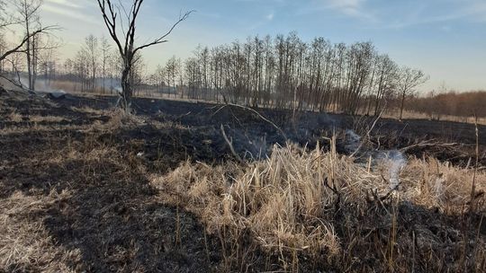 Wypalanie traw to wiosenna plaga! Strażacy wyjeżdżają do pożarów po kilka razy dziennie [ZDJĘCIA]
