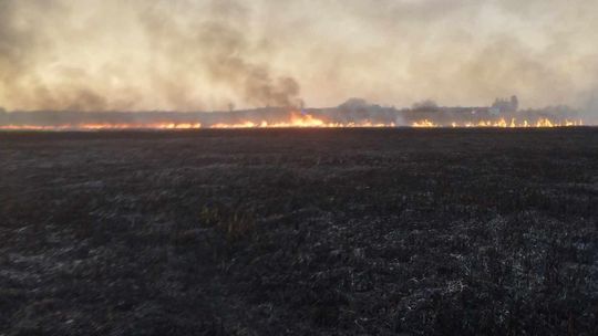 Wypalanie traw to wiosenna plaga! Strażacy wyjeżdżają do pożarów po kilka razy dziennie [ZDJĘCIA]