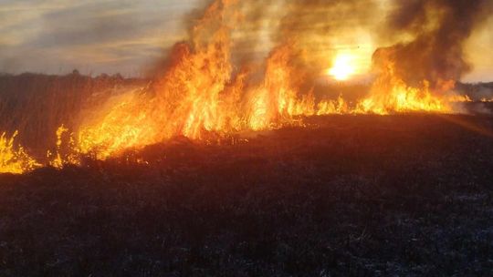Wypalanie traw to wiosenna plaga! Strażacy wyjeżdżają do pożarów po kilka razy dziennie [ZDJĘCIA]