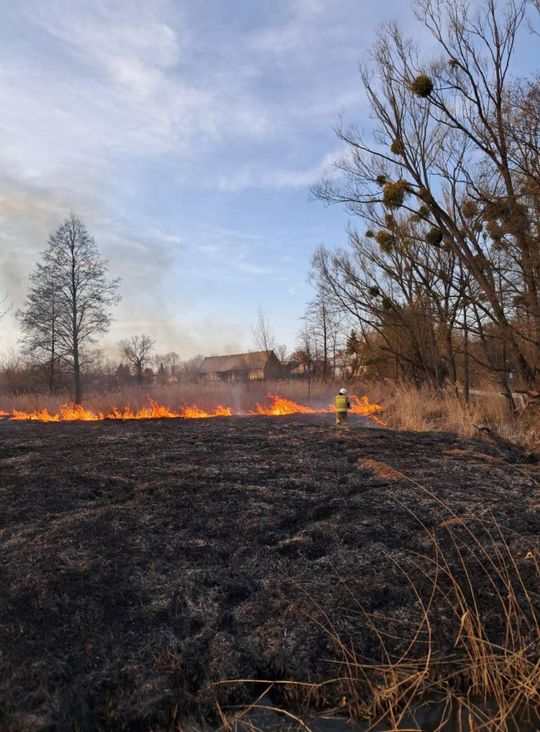 Wypalanie traw to wiosenna plaga! Strażacy wyjeżdżają do pożarów po kilka razy dziennie [ZDJĘCIA]