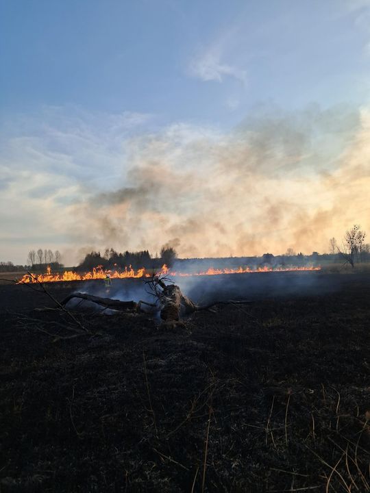Wypalanie traw to wiosenna plaga! Strażacy wyjeżdżają do pożarów po kilka razy dziennie [ZDJĘCIA]