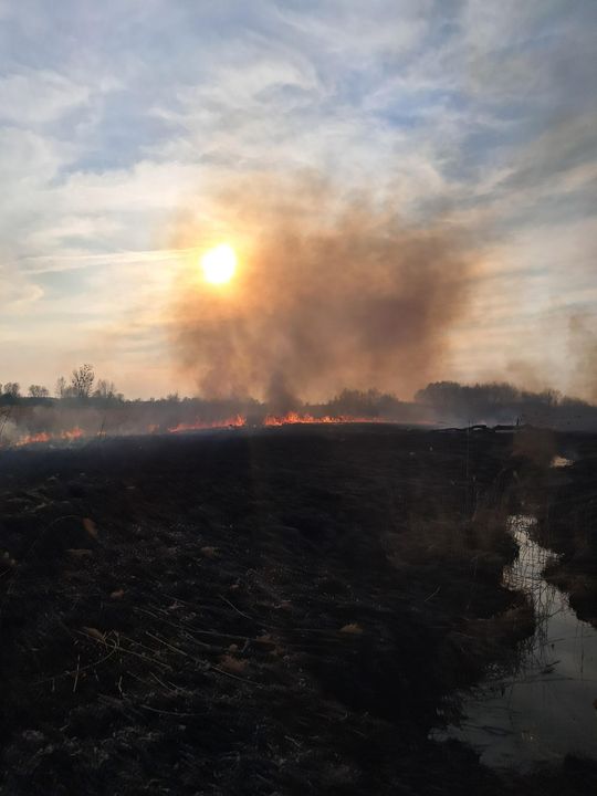 Wypalanie traw to wiosenna plaga! Strażacy wyjeżdżają do pożarów po kilka razy dziennie [ZDJĘCIA]