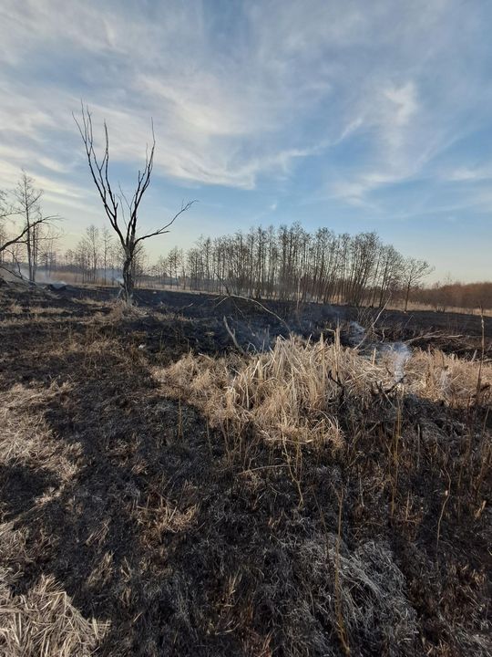 Wypalanie traw to wiosenna plaga! Strażacy wyjeżdżają do pożarów po kilka razy dziennie [ZDJĘCIA]