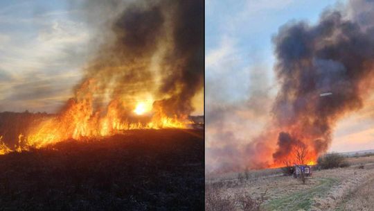 Wypalanie traw to wiosenna plaga! Strażacy wyjeżdżają do pożarów po kilka razy dziennie [ZDJĘCIA]
