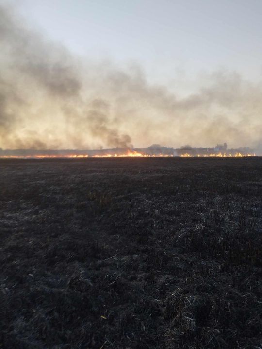 Wypalanie traw to wiosenna plaga! Strażacy wyjeżdżają do pożarów po kilka razy dziennie [ZDJĘCIA]