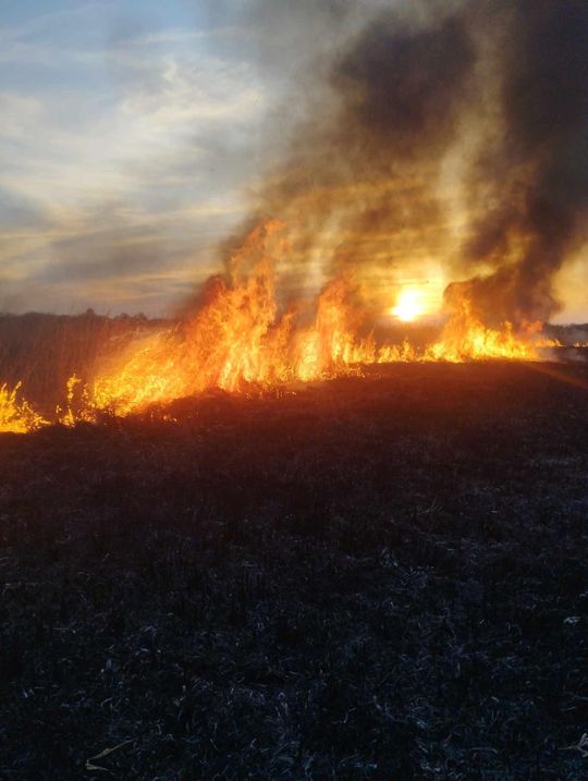 Wypalanie traw to wiosenna plaga! Strażacy wyjeżdżają do pożarów po kilka razy dziennie [ZDJĘCIA]
