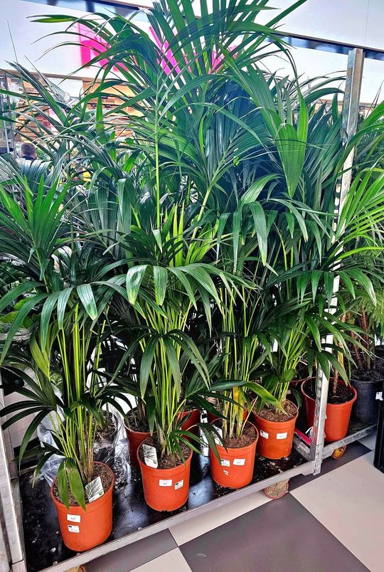 Chełm. Trwają Wielkie Targi Roślin w Galerii Chełm [GALERIA ZDJĘĆ]