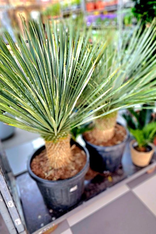 Chełm. Trwają Wielkie Targi Roślin w Galerii Chełm [GALERIA ZDJĘĆ]