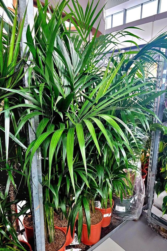 Chełm. Trwają Wielkie Targi Roślin w Galerii Chełm [GALERIA ZDJĘĆ]