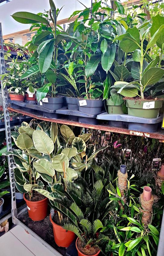 Chełm. Trwają Wielkie Targi Roślin w Galerii Chełm [GALERIA ZDJĘĆ]