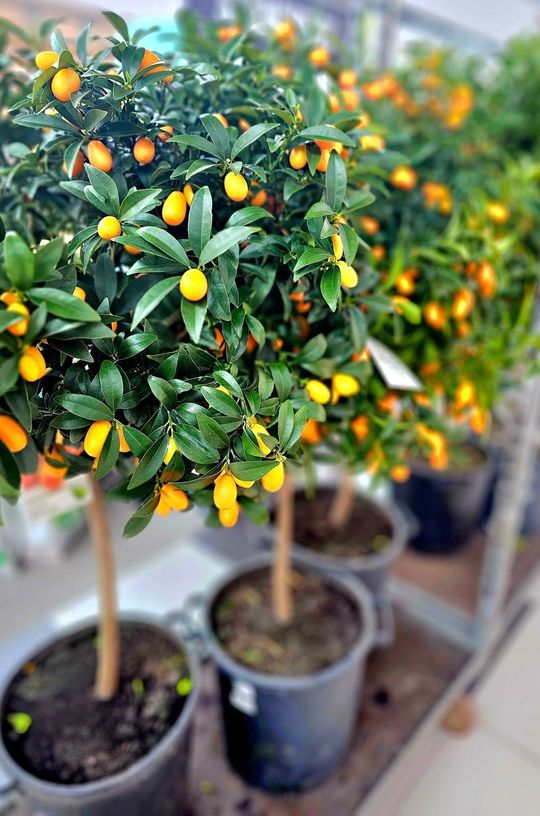 Chełm. Trwają Wielkie Targi Roślin w Galerii Chełm [GALERIA ZDJĘĆ]