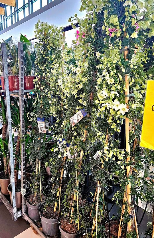 Chełm. Trwają Wielkie Targi Roślin w Galerii Chełm [GALERIA ZDJĘĆ]