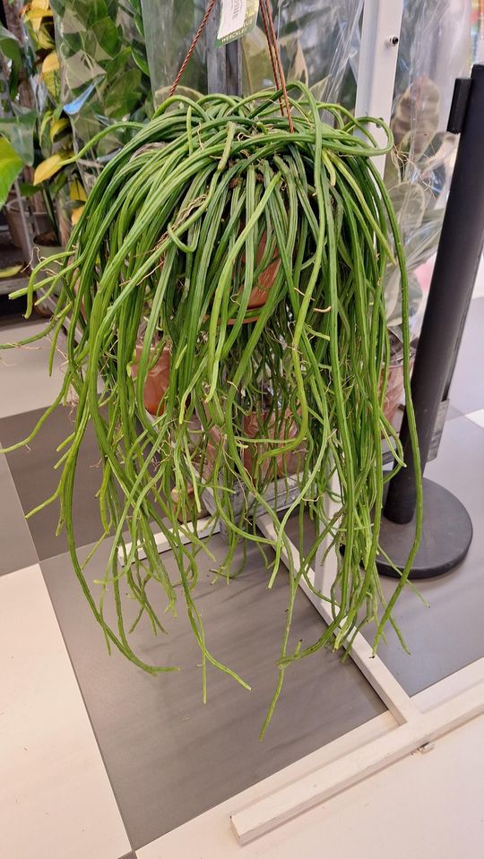 Chełm. Trwają Wielkie Targi Roślin w Galerii Chełm [GALERIA ZDJĘĆ]