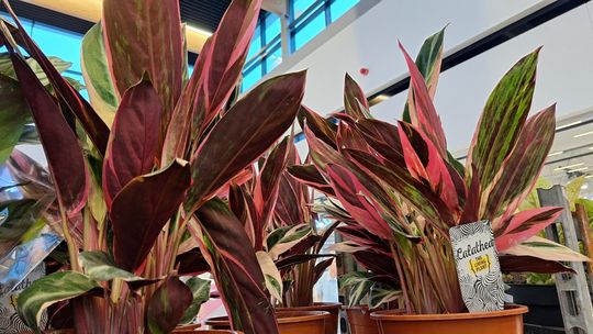 Chełm. Trwają Wielkie Targi Roślin w Galerii Chełm [GALERIA ZDJĘĆ]