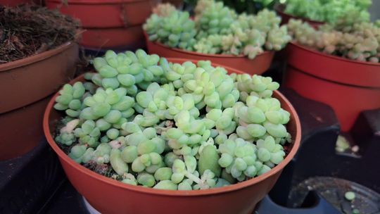 Chełm. Trwają Wielkie Targi Roślin w Galerii Chełm [GALERIA ZDJĘĆ]