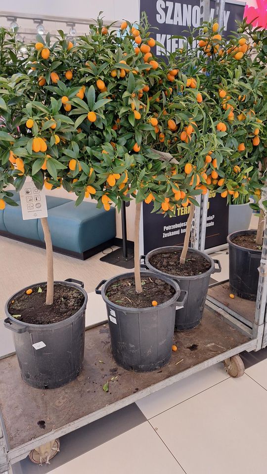 Chełm. Trwają Wielkie Targi Roślin w Galerii Chełm [GALERIA ZDJĘĆ]