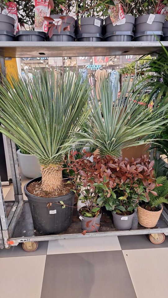 Chełm. Trwają Wielkie Targi Roślin w Galerii Chełm [GALERIA ZDJĘĆ]