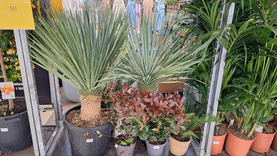 Chełm. Trwają Wielkie Targi Roślin w Galerii Chełm [GALERIA ZDJĘĆ]