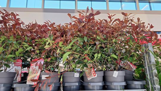 Chełm. Trwają Wielkie Targi Roślin w Galerii Chełm [GALERIA ZDJĘĆ]