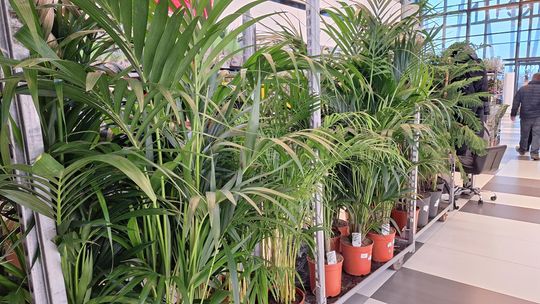 Chełm. Trwają Wielkie Targi Roślin w Galerii Chełm [GALERIA ZDJĘĆ]