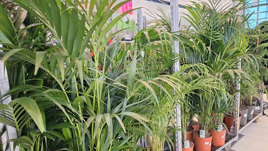 Chełm. Trwają Wielkie Targi Roślin w Galerii Chełm [GALERIA ZDJĘĆ]