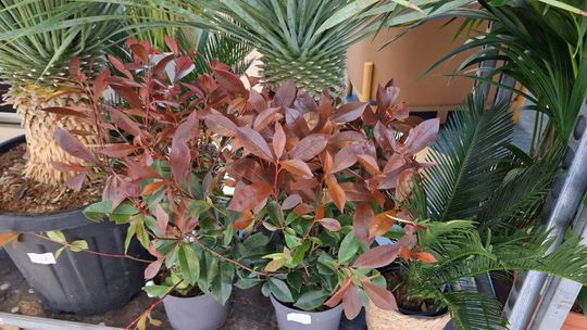 Chełm. Trwają Wielkie Targi Roślin w Galerii Chełm [GALERIA ZDJĘĆ]