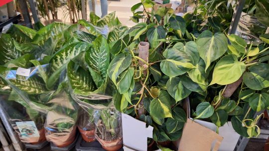 Chełm. Trwają Wielkie Targi Roślin w Galerii Chełm [GALERIA ZDJĘĆ]