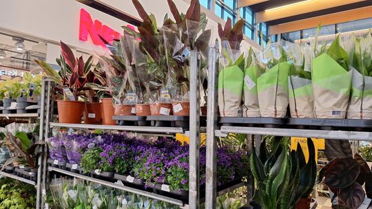 Chełm. Trwają Wielkie Targi Roślin w Galerii Chełm [GALERIA ZDJĘĆ]