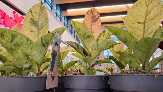 Chełm. Trwają Wielkie Targi Roślin w Galerii Chełm [GALERIA ZDJĘĆ]