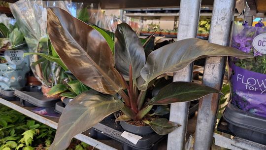 Chełm. Trwają Wielkie Targi Roślin w Galerii Chełm [GALERIA ZDJĘĆ]