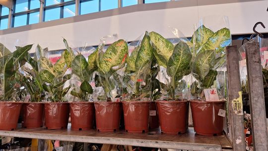 Chełm. Trwają Wielkie Targi Roślin w Galerii Chełm [GALERIA ZDJĘĆ]